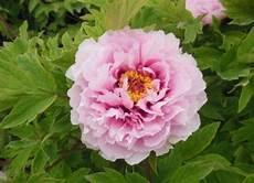 芍药叶子颜色