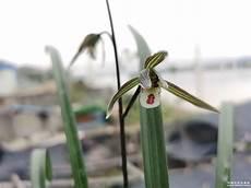 细叶寒兰品种