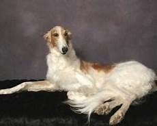 苏俄猎狼犬抓狼视频